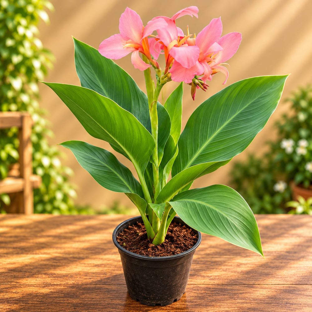Canna lilly Pink Colour