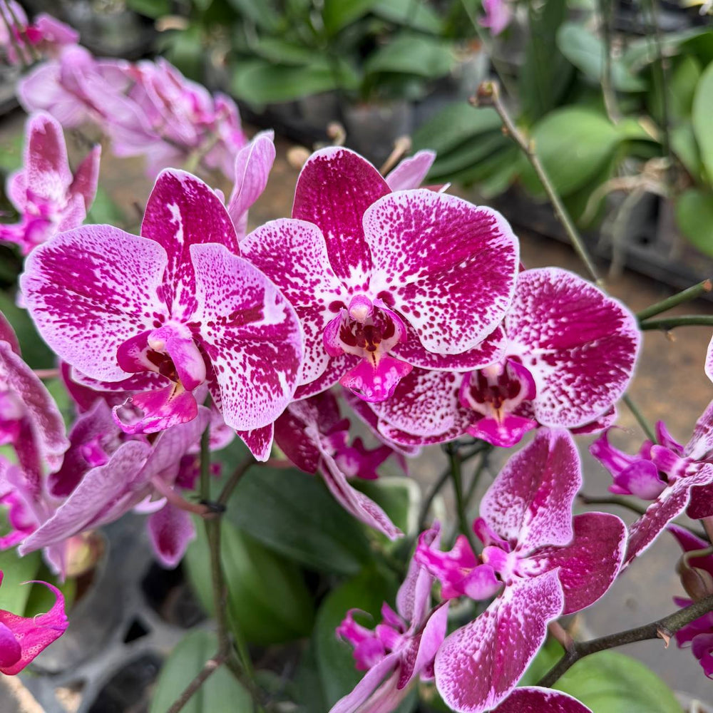 Phalaenopsis orchid | purple line  colour