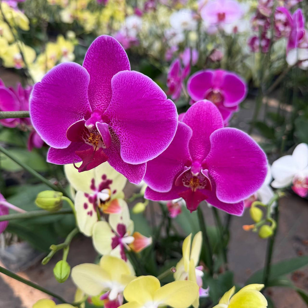 Phalaenopsis orchid | dark purple  colour