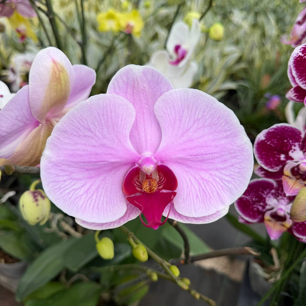 Phalaenopsis orchid | light purple   colour