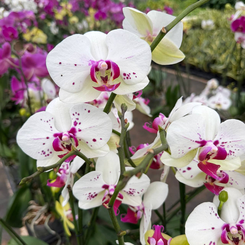 Phalaenopsis orchid | White with purple colour