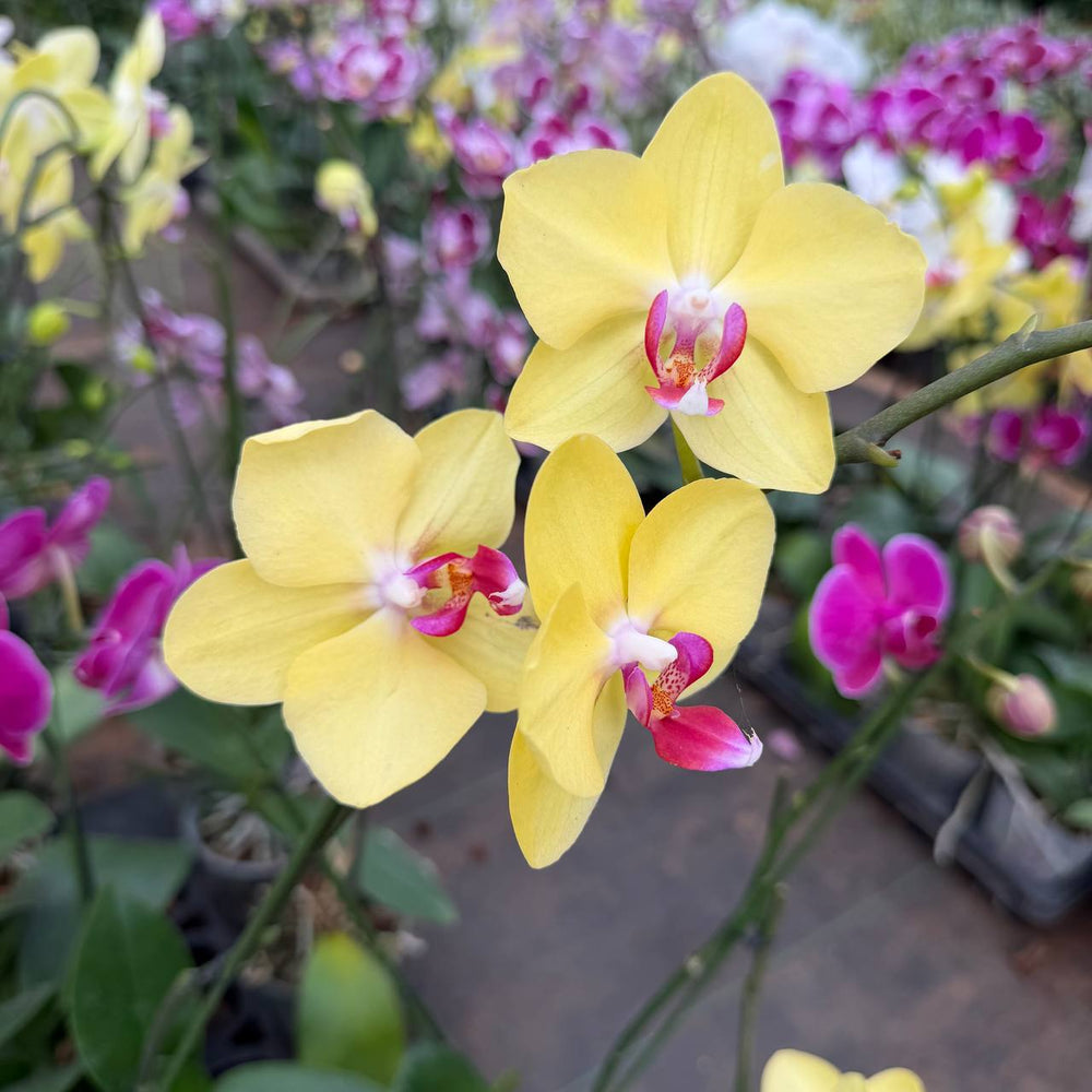 Phalaenopsis orchid |yellow colour