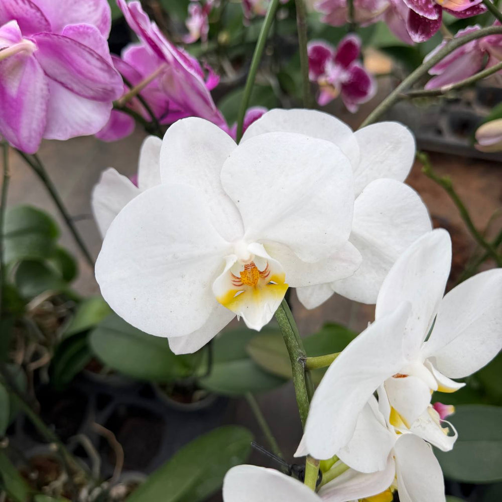 Phalaenopsis orchid | white colour