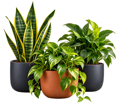 PLANTS