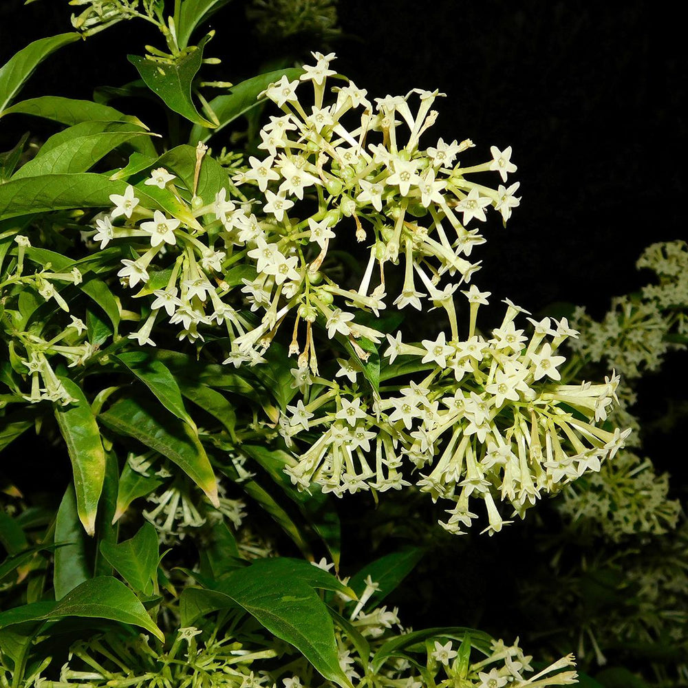 Night Queen Flower