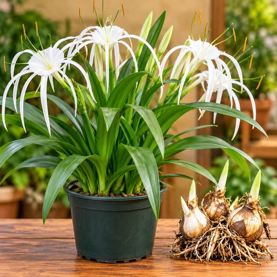 Spider lilly white ( set of 2 bulbs)
